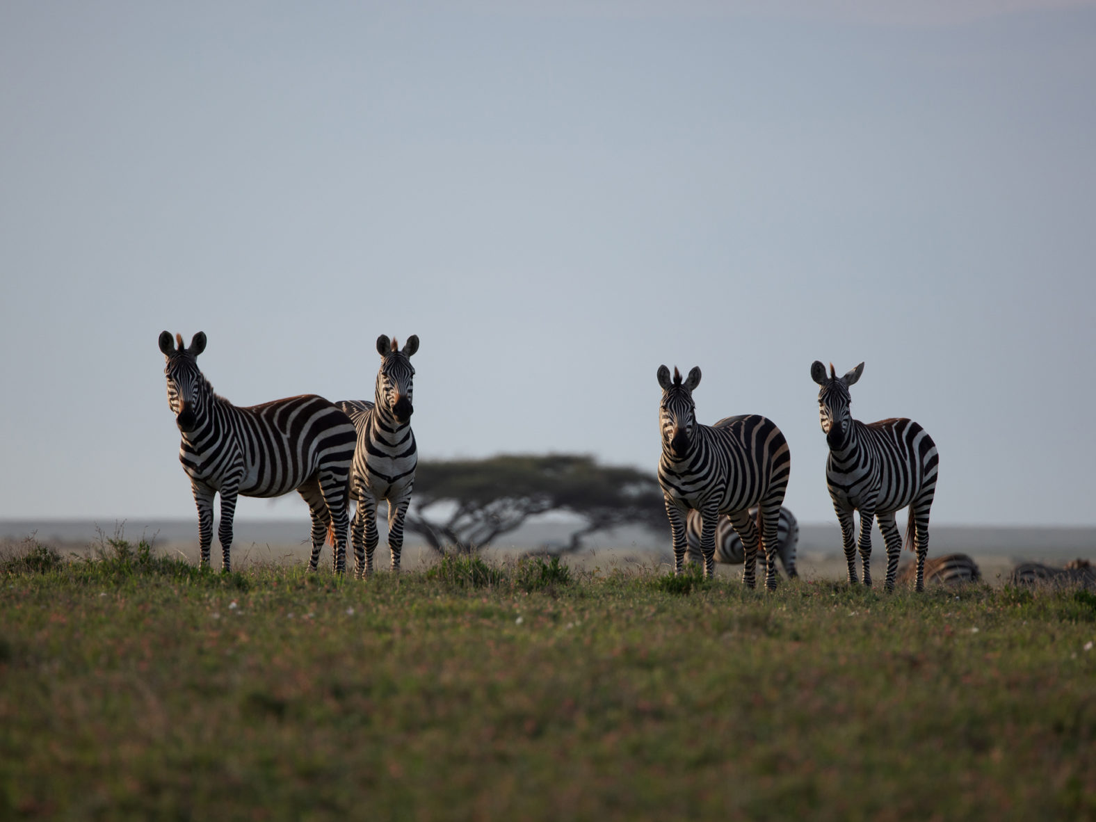 serengeti 3d journey to the heart of africa